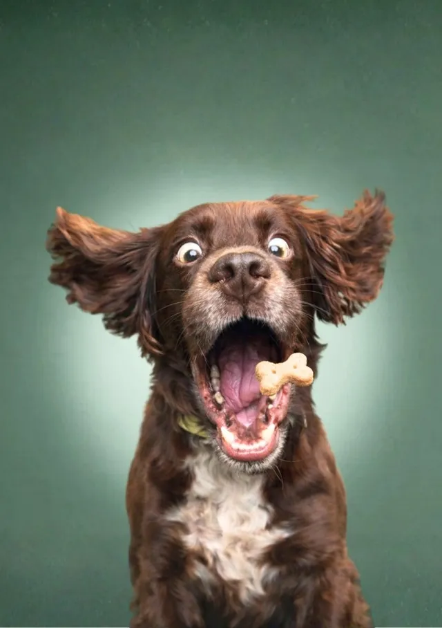 Wide-Eyed Treat Catch