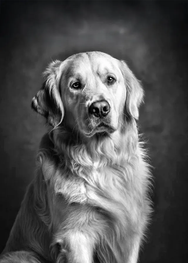 Timeless Monochrome Studio Portrait